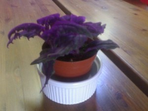 Purple plant